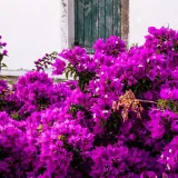 Monastero di Paleokastritsa, Corfù - 24 giugno 2023