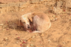 da Senegal in Mostra  2011 © Vittorio Errico